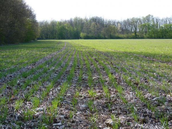 Levée de printemps