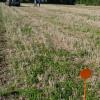 Essai comparatif déchaumeurs Lemken