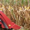 Moissonneuse Case IH - cueilleur