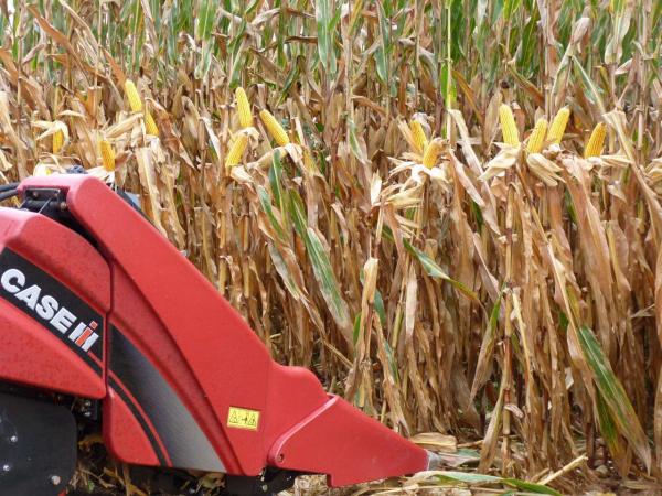 Moissonneuse Case IH - cueilleur