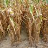 Semis monograine Twin Row