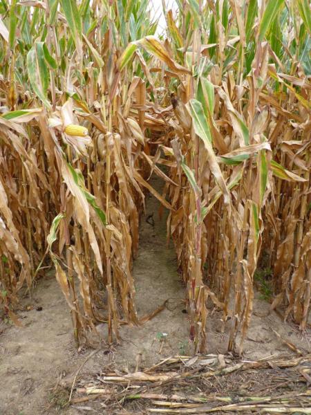 Semis monograine Twin Row