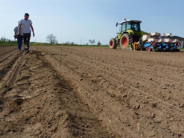 Comptage densité de semis sur labour