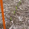 Levée maïs Strip Till