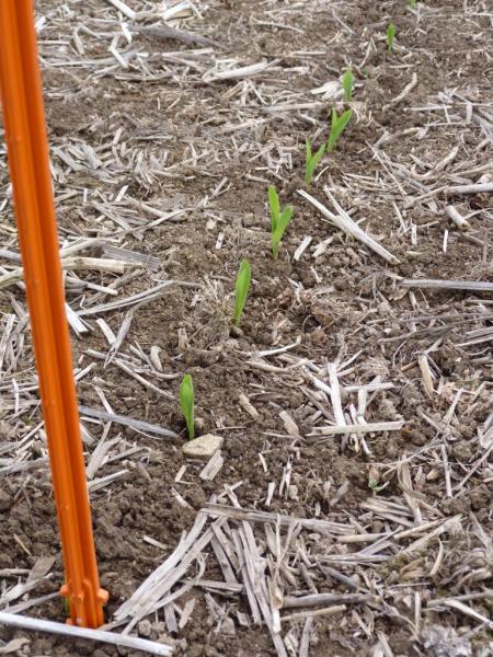 Levée maïs Strip Till